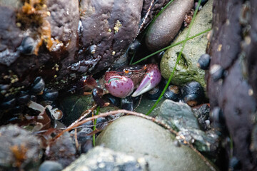 Purple Crab on the rocks