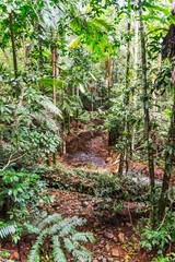 Tropical rainforest in Daintree River National Park in Queensland, Australia. 