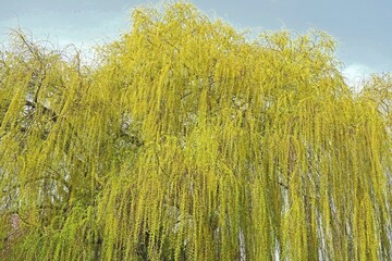 Trauerweide im Fr&uuml;hling