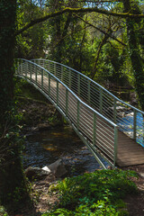 Fototapeta premium narrow footbridge crossing over a calm stream in a lush, green forest