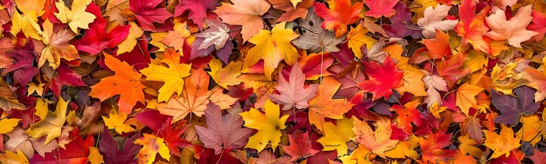 Autumn fall background leaf maple red pattern texture orange brown tree nature ground foliage november october dry yellow color.