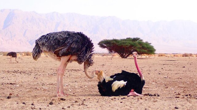 Female (gray color) and Male (black color) of African ostrich (Struthio camelus) make courtship and mating games, savannah valley in desert nature reserve, Middle East
