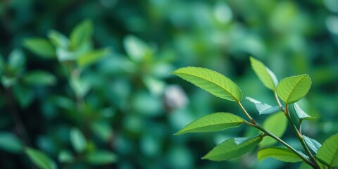 Fototapeta premium A Vibrant Green Sprig of Leaves Stands Out Against a Blurred Background of Lush Foliage, Representing Nature's Beauty and Renewal