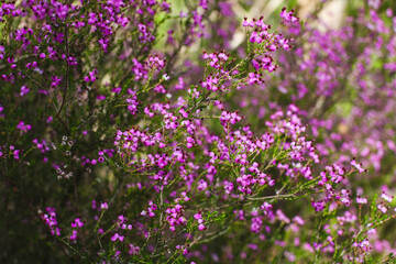 Obraz premium A close-up of delicate purple wildflowers in full bloom, filling the frame with vibrant color and creating a soft, natural texture