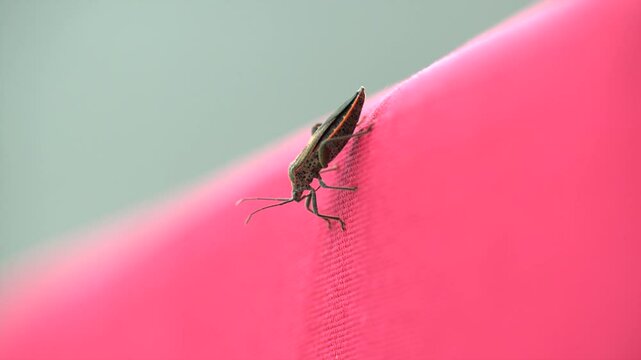 Close-up of a brown leaf bug sitting on a pink cheir against a white background in nature. The focus is on the compound eyes of the insect.