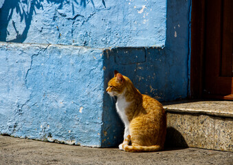 Ginger cat waiting and watching