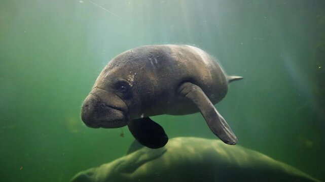 Manatee sweet litle baby calf swimming in green water in natural habitat. Underwater marine wildlife. Beautiful aquatic animals. Snorkeling manatees. Animals in Singapore oceanarium. Diving tourism.