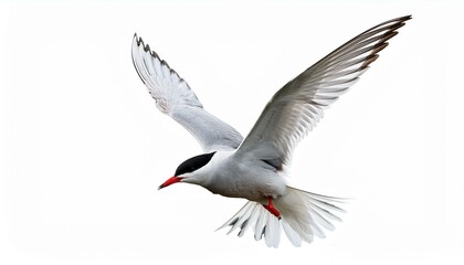 Arctic tern bird fly full body isolate on White background PNG