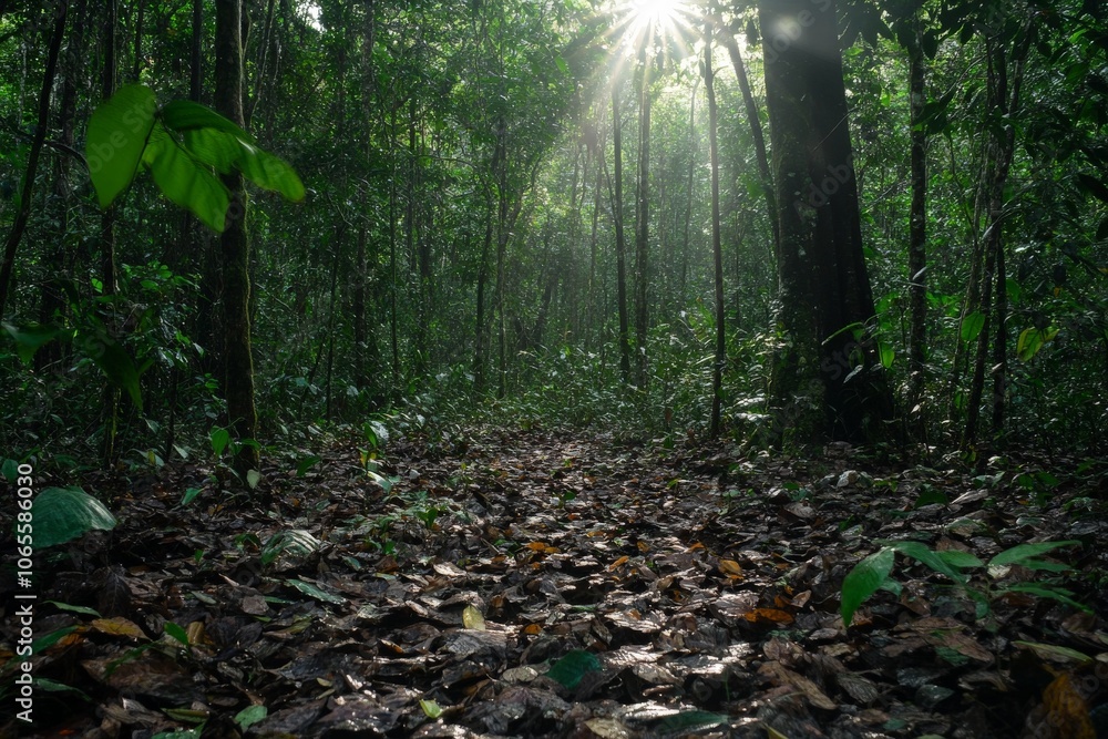 Poster early morning sunlight filters through dense green foliage in a serene forest, casting vibrant beams