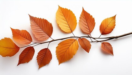 Naklejka premium Autumn branch isolate on White background