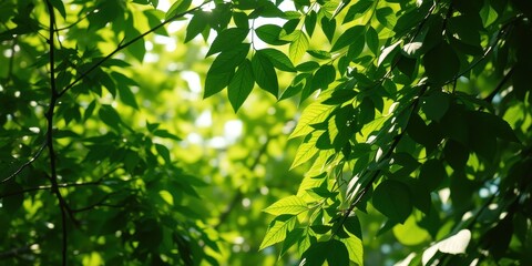 Naklejka premium Sunlight filters through a canopy of lush green leaves, creating a mesmerizing play of light and shadow.