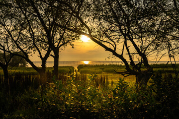 Big trees on the beach in the evening