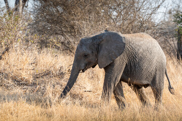 The African bush elephant, Loxodonta africana, also known as the African savanna elephant. Kruger...