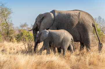 The African bush elephant, Loxodonta africana, also known as the African savanna elephant. Kruger...