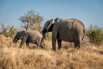 Fototapeta premium The African bush elephant, Loxodonta africana, also known as the African savanna elephant. Kruger Park Big five Safari South Africa
