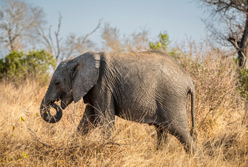The African bush elephant, Loxodonta africana, also known as the African savanna elephant. Kruger...