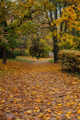 A deserted path in an autumn Czech park, covered with yellow fallen leaves