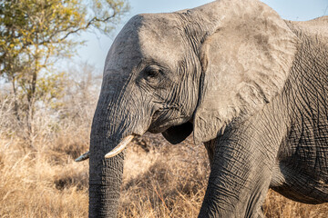 The African bush elephant, Loxodonta africana, also known as the African savanna elephant. Kruger Park Big five Safari South Africa