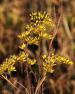 Goldenrod flowers with clusters of small yellow blooms stand in a field of tall autumn grass. The background is a blur of brown and green, accentuating the vibrant colors of the flowers.