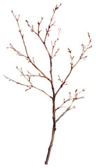 PNG Dry branchs art illustration plant.