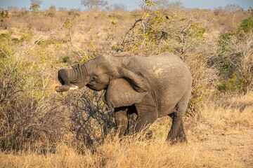 Obraz premium The African bush elephant, Loxodonta africana, also known as the African savanna elephant. Kruger Park Big five Safari South Africa