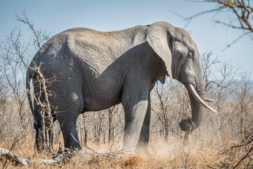 The African bush elephant, Loxodonta africana, also known as the African savanna elephant. Kruger Park Big five Safari South Africa
