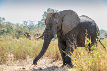 Fototapeta premium The African bush elephant, Loxodonta africana, also known as the African savanna elephant. Kruger Park Big five Safari South Africa