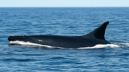 Fototapeta premium A black and white orca whale swims through the ocean water, creating a trail of foam.