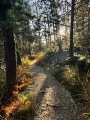 Obraz premium path in the forest