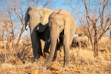 The African bush elephant, Loxodonta africana, also known as the African savanna elephant. Kruger...