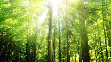 Obraz premium Sunny green forest with sun rays and glow fireflies. 