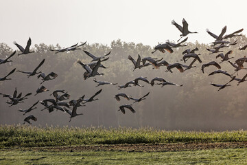 Envol de grues cendrées