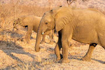 Fototapeta premium The African bush elephant, Loxodonta africana, also known as the African savanna elephant. Kruger Park Big five Safari South Africa