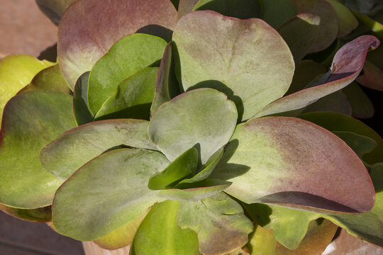 Proxiphographie d'une plante grasse (succulente) - Kalancho&eacute; &agrave; fleurs en thyrse - Kalanchoe tetrafilla