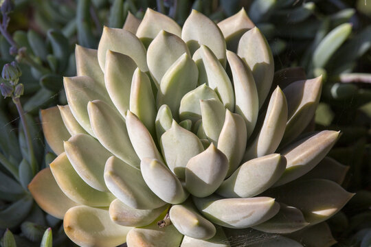 Proxiphographie d'une plante grasse (succulente) - Opalina - Graptoveria Opalina