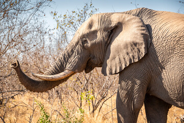 The African bush elephant, Loxodonta africana, also known as the African savanna elephant. Kruger...