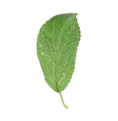 Fototapeta premium One green plum leaf isolated on white