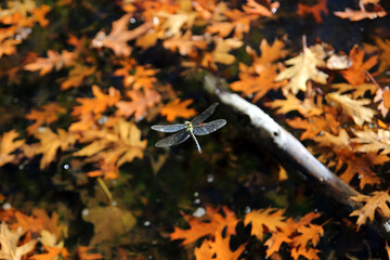 Fototapeta premium dragonfly flying over Fall season foliage pond