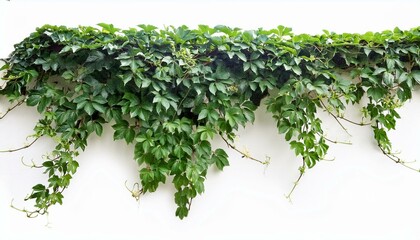 Obraz premium liana ivy plant bush vine isolate on White background