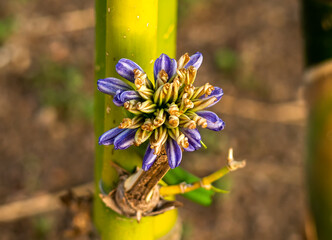 one purple and green flower