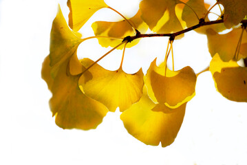 closeup on beautiful yellow leaf  of a Gingko tree in autumn on white background