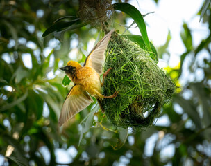 Yellow birds build green nests