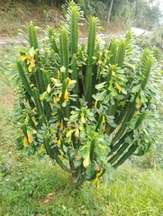 Fototapeta premium Plants and Flowers in high altitude