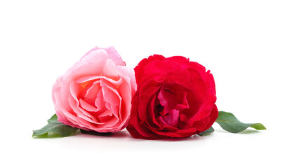 Fototapeta premium Beautiful pink and red roses.