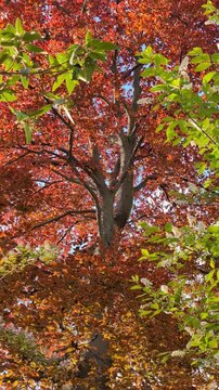 Mouvement flottant de feuilles multicolores sous une brise au soleil couchant