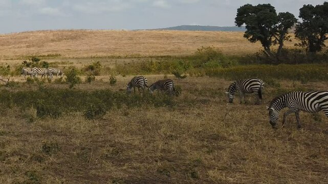 a herd of zebras grazing in the serengeti