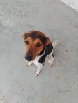 Dog standing in the ground
