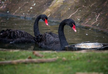 Obraz premium black swan on the lake