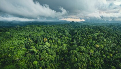 Landscape with aerial view of a dense tropical jungle forest. 