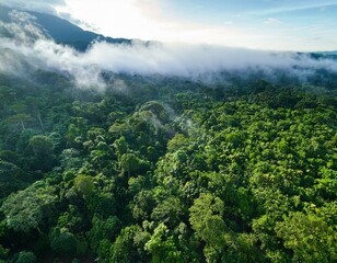 Fototapeta premium Landscape with aerial view of a dense tropical jungle forest. 